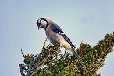 Blue Jay 