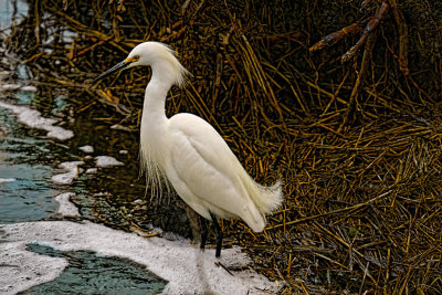 Egret in foam