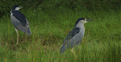 Pair of Black Crowned Night Herons.