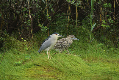 Momwith offspring. Black Crowned Night Herons