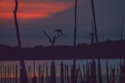 Sunrise Heron