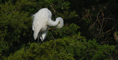 Egret in Tree
