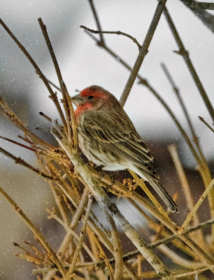 Finch in snow