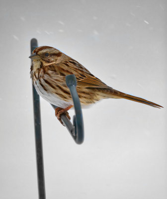 Sparrow in snow