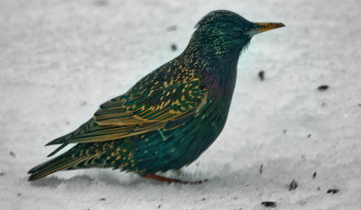 Starling in snow