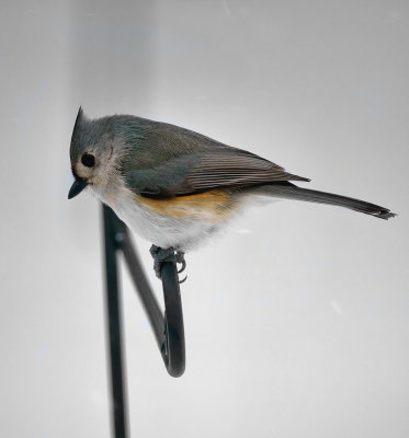 Tuffted Titmouse in snow