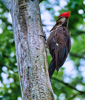 Pleated Woodpecke