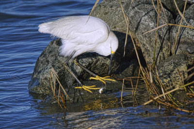 Egret with small fish