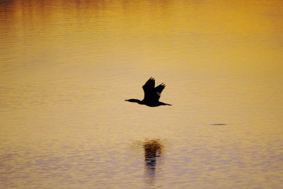 Cormorant