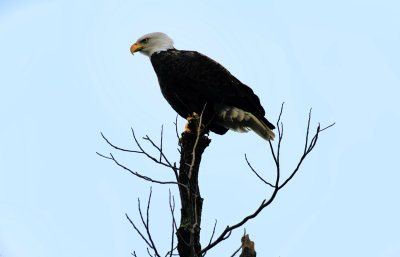 American Bald Eagle