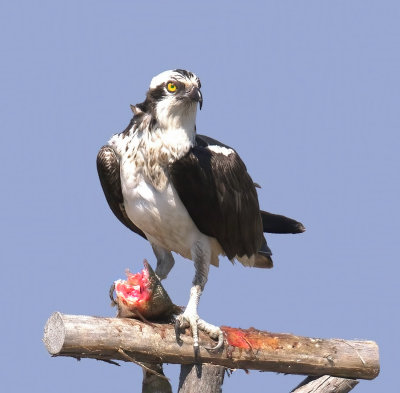 Dont even think about it. Osprey. Forsythe Wildlife Reserve NJ 6/28/2022