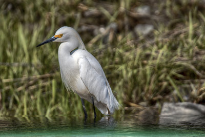 Snowy Egret 