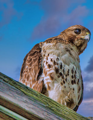 Young Redtail