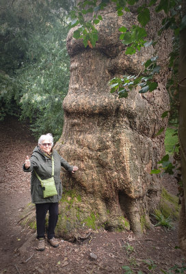 Ancient London Plane