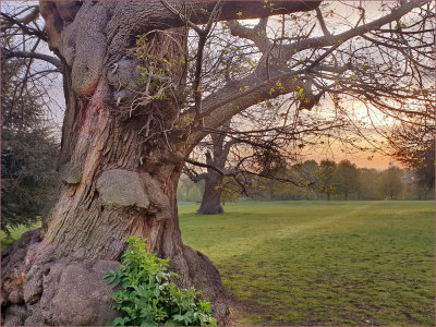 Ancient Tree