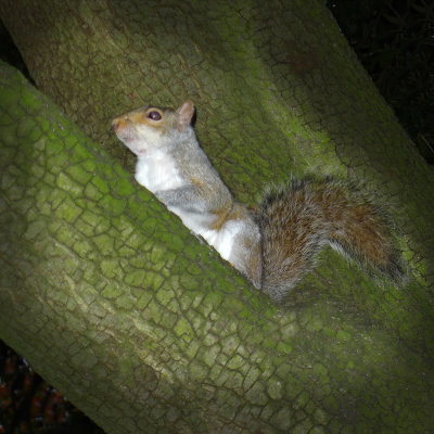 Tree rat.jpg