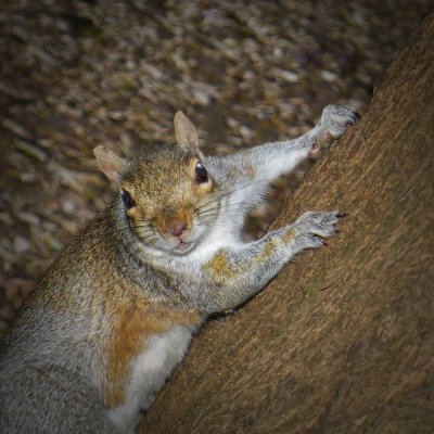 Tree rat