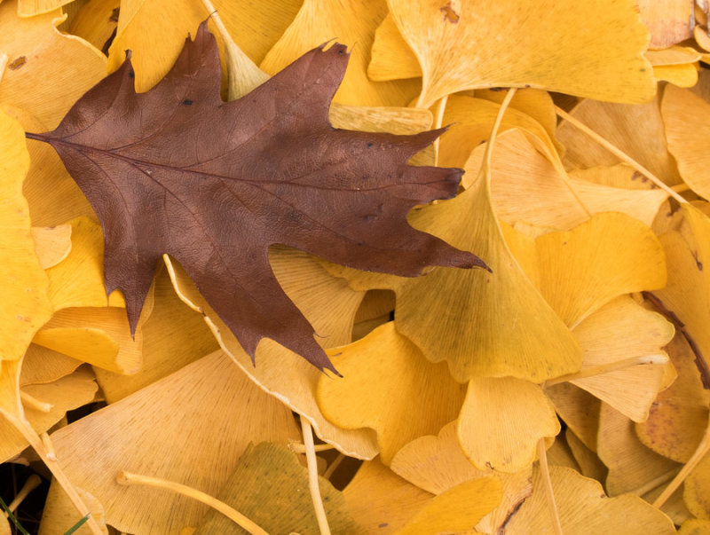 Oak-and-Ginko-752_7546-1.jpg