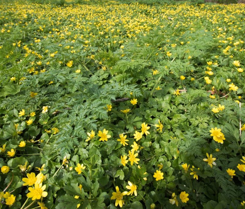 Yellow-Flowers-751_9236-1.jpg