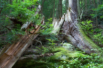 Fallen Tree D70_7619-1 c.jpg