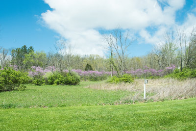 Redbuds 754_4772.jpg