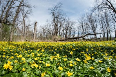 Yellow-Flowers-751_9294-1.jpg