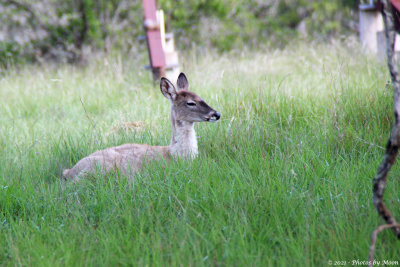 Deer, Alamo Rd, Kendall Co.