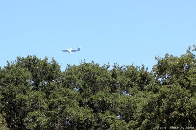 July 30th, 2012 - Big Jet over Trees - 1249