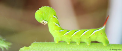 September 28th, 2012 - Caterpillar - 1542.jpg