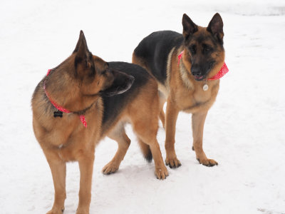 Kaiser (Foster)  7 Years and Bruce 2 Years