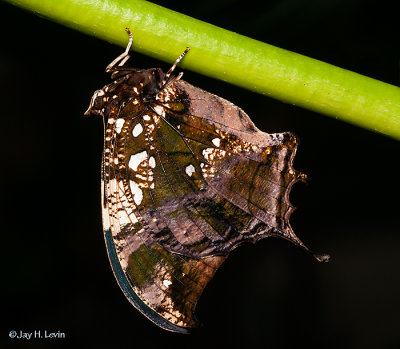 Marbled Leafwing