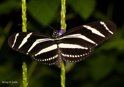 Some Residents of the Butterfly Garden at the Detroit Zoo