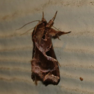 National Moth Week 2019 Photos