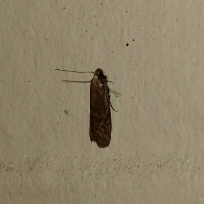 IMG_0640_800.jpg