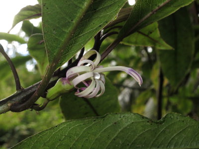 Clermontia Parviflora