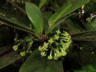 Manono Flowers