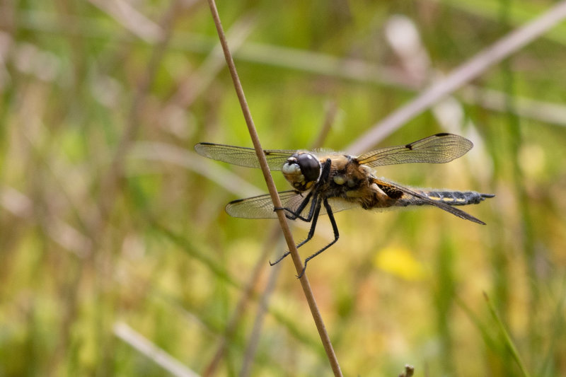 Four-Spotted Chaser