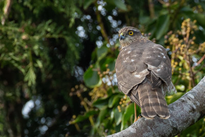 Sparrowhawk