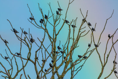 Starlings in a Rainbow