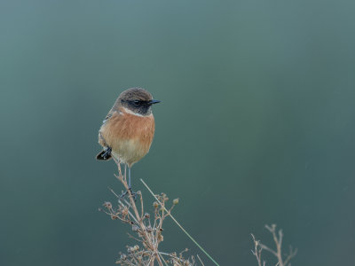 Wintry Stonechat