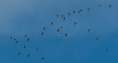 Golden Plover