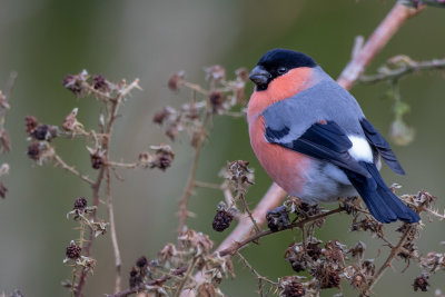 Bullfinch