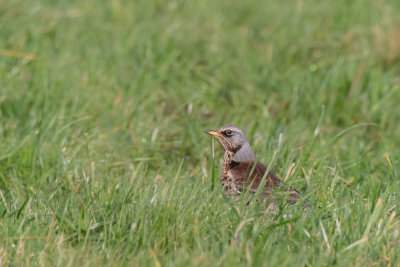 Fieldfare