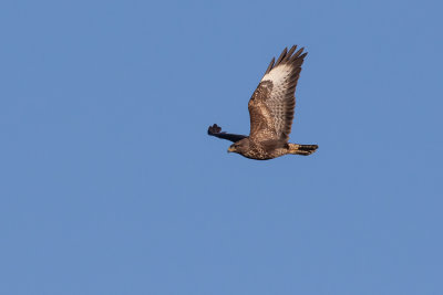 Buzzard