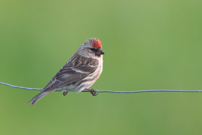 Redpoll