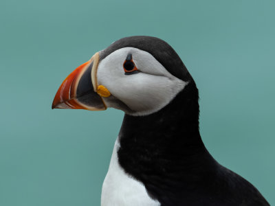 Puffin