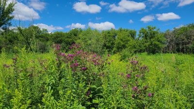Swallow Cliff 