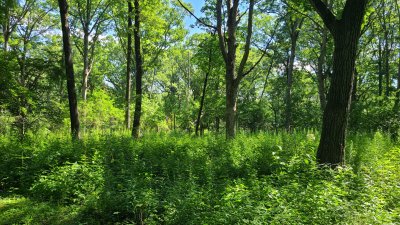Swallow Cliff 