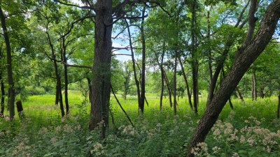 Swallow Cliff 