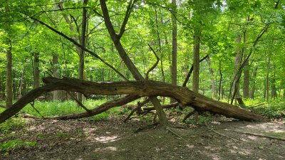 Swallow Cliff 